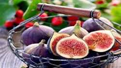FAO to award GIAHS certificate to Estahban rainfed fig orchards soon