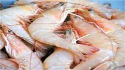 Over 38000 tons of shrimp farmed in Bushehr Province