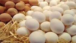 Iran exports 107,000 tons of eggs in 9 months