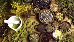8000 ha of land under medicinal plant cultivation, official says