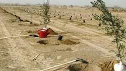 Iran targets planting 40 million saplings in deserts, xeric shrublands