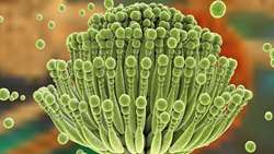 Iranian scientists find indigenous probiotic bacterium