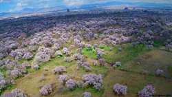 FAO to award GIAHS certificate to Traditional Garden of Qazvin