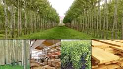 Iran targets producing 300m saplings to boost wood cultivation