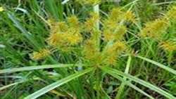 Over 2m ha of farmlands under weed control, official says