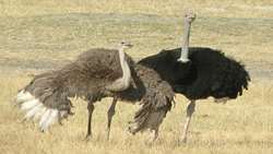 Iran is the second largest producer and breeder of ostriches in the world