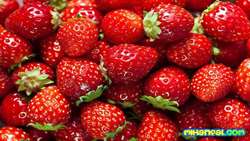 120,000 tons of strawberry produced across Iran per annum