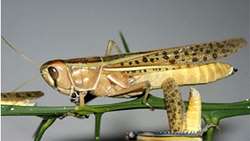 Iran and  FAO agree to jointly fight desert locust