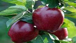 Iran world s fourth largest apple producer