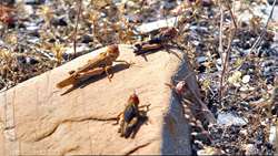 FAO empowers Iran in combating desert locust upsurge