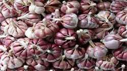 Hamedan garlic registered globally