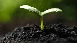 Preparations for planting 250 million saplings underway, official says