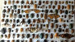 Iran owns largest insect collection in region, official says