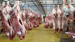 Iran red meat imports surge, poultry tumbles in 10-month tally