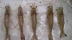 Iran monitoring shrimp reserves in northern waters of Persian Gulf