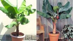 Iranian experts visit India largest banana seedling production chain