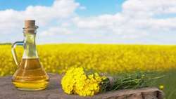 14,000 ha of lands under camelina cultivation: Official