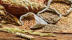 FAO puts Iran 2023 grain output at over 21m tons