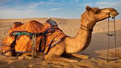 FAO highlights camels roles in fight against climate change