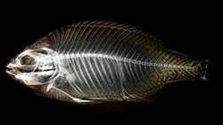 Eleventh percent growth of bony fish in the Caspian Sea