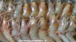 Iran sets up major disease-free facility to improve shrimp brand