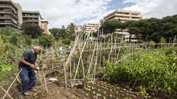 FAO launches Green Cities Initiative to help transform agri-food systems, end hunger and improve nutrition