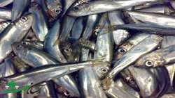 Catching more than 13,000 tons of kilka fish in 2021