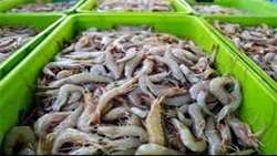 Iran trade balance in seafood exports positive