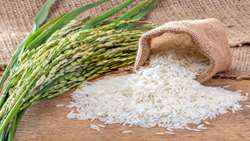 Establishment of rice seed production complexes and Gilan seedling Bank with the aim of producing high quality and economical products