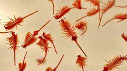 Cultivation of Artemia cyst in Iran