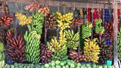 Iran seeking to expand banana plantations in Sistan-Baluchestan to curb imports