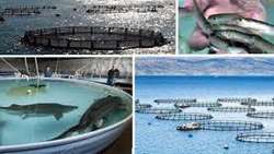 Iran launches 2 open sea cage farming projects in Bushehr province