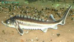 Iran and Russia extend ban on Caspian sturgeon fishing
