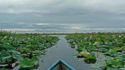Anzali Wetland Remains Under the Authority of Both FRWO and DoE