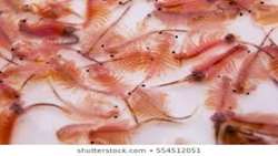 Implementation of 15 Artemia research projects in the country