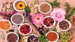 Operation of a refinery for the production of standard materials for medicinal plants