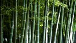 Traditional bamboo cultivation system in the Republic of Korea earns place on global agricultural heritage sites list