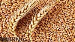 Realization of 78% of the wheat seed production program
