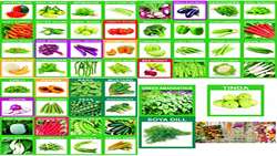 Forecast for production of 20% of hybrid seeds domestically over the next three years