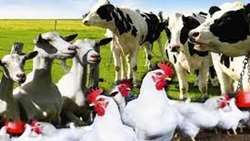 Inauguration of 571 livestock and poultry projects in Iran