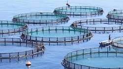 Using native species to raise fish in cages