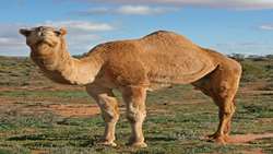 AI key to ecologically sustainable development of camel, official says