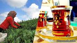 25% increase in tea production in 2021
