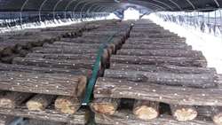 Development of wood cultivation with unconventional water is on the agenda of the Forest Organization
