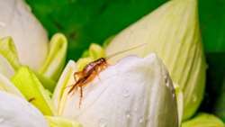 FAO releases a comprehensive guide to sustainable cricket farming