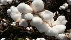 Production of 228 thousand tons of cotton wool in Iran in the new crop year