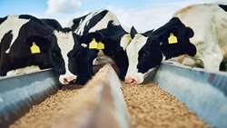 Cow population on rise in Iran
