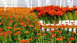 Opening of the first cut flower terminal in IRAN