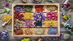 Operation of a refinery for the production of standard materials for medicinal plants