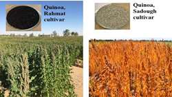 New Quinoa Cultivars Released by the NSRC